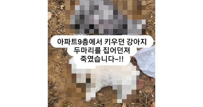 애견 미용사가 강아지 2마리를 아파트 9층에서 던져 죽게했다는 주장이 제기됐다. /사진= 인스타그램 '흰둥이네쉼터' 캡처 