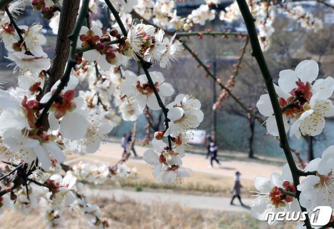 [사진] 포근한 주말, 청계천 수 놓은 매화
