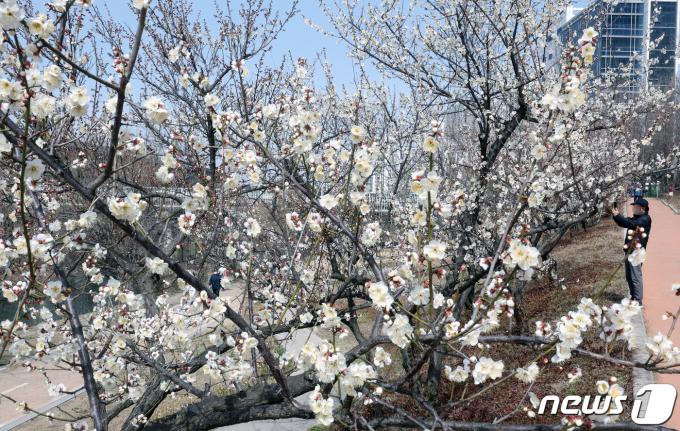 [사진] 산책 나온 시민 발길 붙잡은 매화