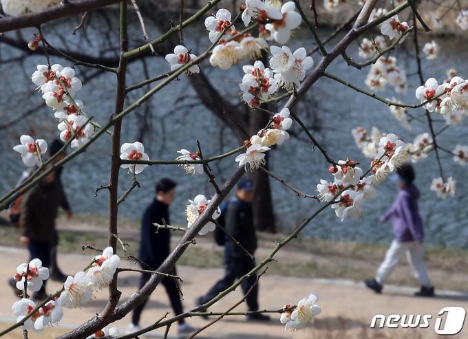 [사진] 봄의 전령 매화 '활짝'