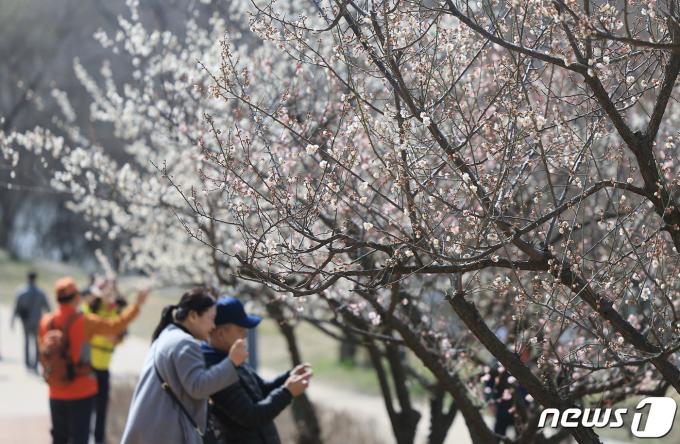 [사진] 시민들 사로잡은 매화