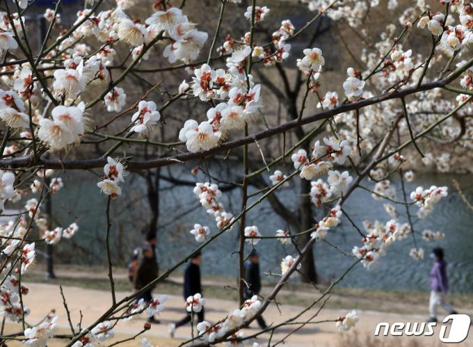 [사진] 청계천변 수 놓은 매화