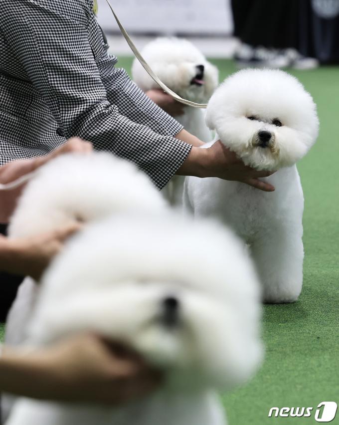 [사진] '우아하개'