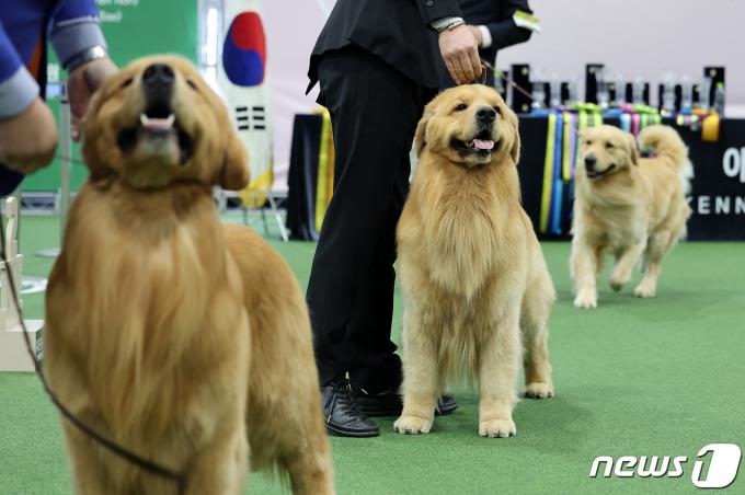 [사진] '서울 FCI 국제 도그쇼'