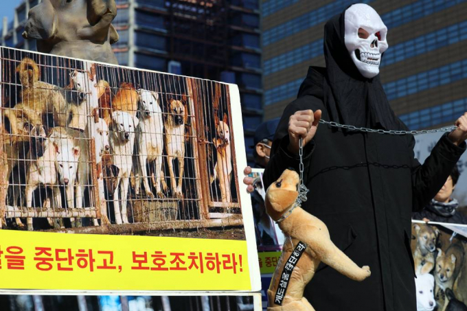 한국동물보호연합 활동가들이 서울 종로구 광화문광장에서 가진 개 농장의 남은 개들 도살 중단 및 보호조치 촉구 기자회견에서 퍼포먼스를 하고 있다. /사진=뉴스1