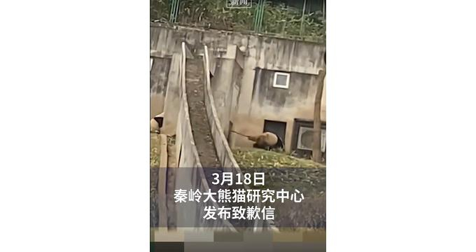 지난 17일 중국의 한 판다 사육사가 판다를 구타한 장면이 보도된 가운데 중국으로 돌아갈 예정인 푸바오를 우려하는 한국 팬들의 걱정이 커지고 있다. 사진은 산시성 친링자이언트판다연구센터에서 사육사가 판다를 구타하는 장면. /사진=뉴시스(웨이보 캡처)