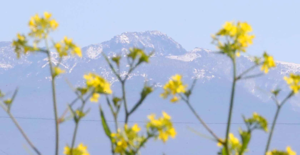 21일 전국에서 청정한 하늘을 볼 수 있을 예정이다. 사진은 서울 성동구 청계천변에 핀 매화. /사진=뉴스1