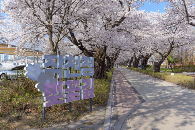 울주군 삼남읍 작천정 벚꽃길 모습/사진=울주군