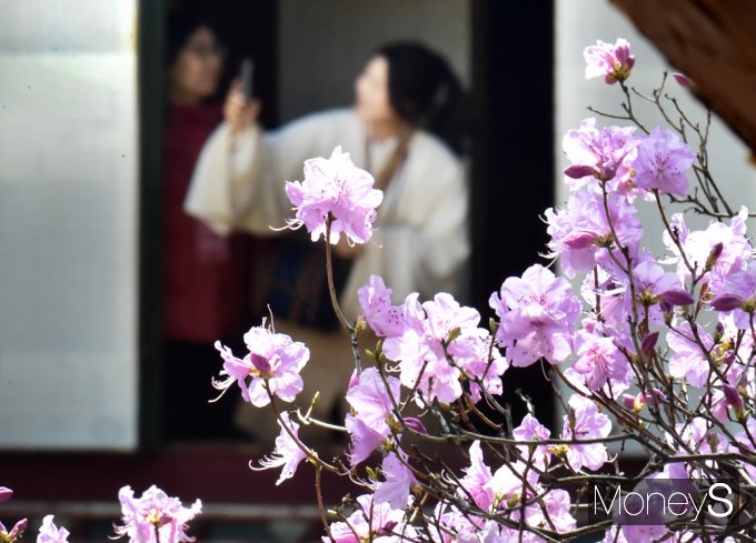 ▲ 봄바람 휘날리며 개화한 '진달래' 함녕전에서 바라보다