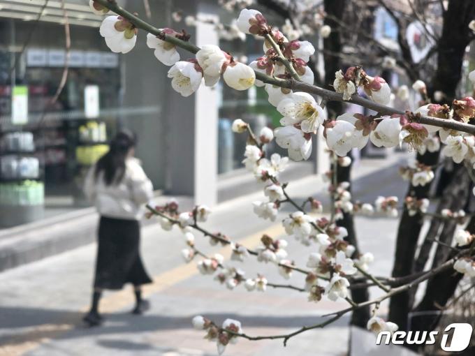 22일 오후 서울 종로구 종각역 인근에 '봄의 전령' 매화꽃이 피어 있다. ⓒ 뉴스1 황덕현 기자