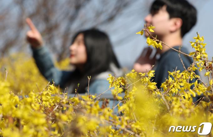 [사진] '활짝 핀 개나리'