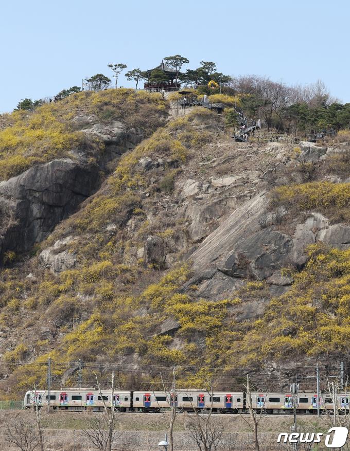 [사진] '응봉산에 만개한 개나리'