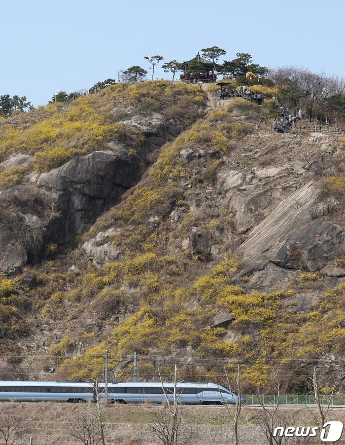 [사진] '응봉산에 핀 개나리'