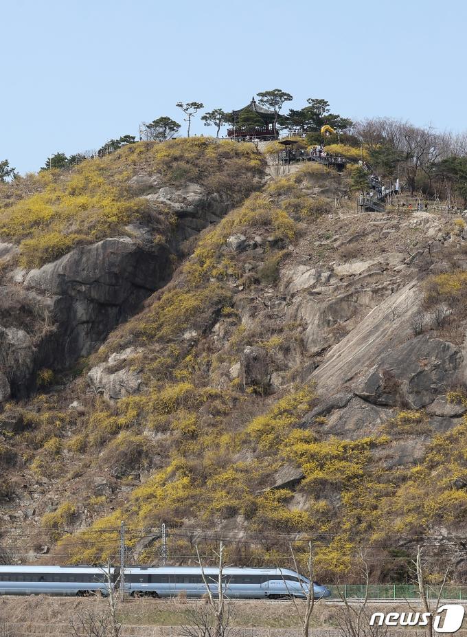 [사진] 응봉산 '개나리 만개'