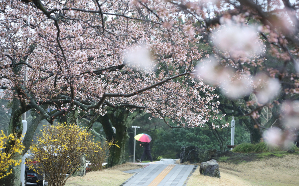 오는 27일 전국적으로 구름이 끼고 날이 포근할 전망이다. 사진은 26일 오전 제주대학교 교정에 핀 개나리와 벚꽃. /사진=뉴스1