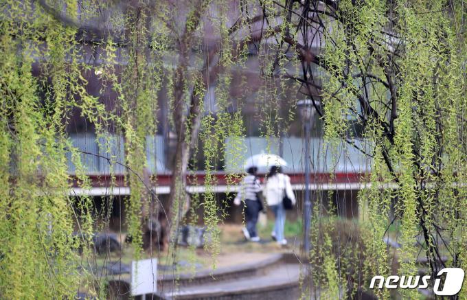 비가 내린 26일 오전 광주 북구 용봉동 전남대학교 캠퍼스에 저런것들이 늘어지고 피어있다.(광주 북구 제공)2024.3.26/뉴스1 ⓒ News1 박지현 기자