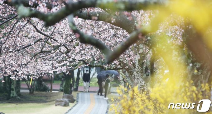 26일 오전 제주대학교 교정에 개나리와 벚꽃이 함께 피기 시작해 시선을 사로잡고 있다. 2024.3.26/뉴스1 ⓒ News1 오현지 기자