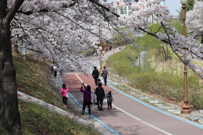 성남시 벚꽃을 보기 좋은 길 1경인 중앙공원 분당천변 벚꽃길 전경. /  사진제공=성남시