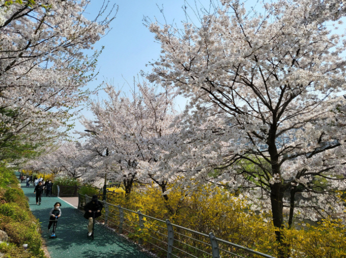 성남시 벚꽃을 보기 좋은 길 9경인 삼평동 운중천변 벚꽃길. / 사진제공=성남시