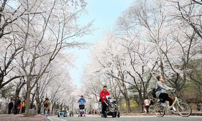 벚꽃이 만개한 인천대공원에서 시민들이 산책을 즐기고 있다. 사진제공=인천관광공사 