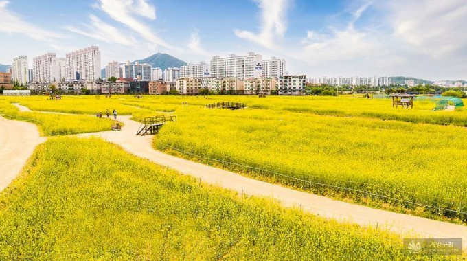 계양꽃마루 축구장 10면 크기의 유채 꽃밭이 조성돼 있다.사진=인천관광공사 제공  