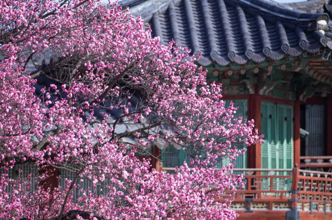 창덕궁 삼삼와 앞 홍매화는 단청과 어우러져 더욱 아름다운 풍경을 연출한다. /사진=서울관광재단