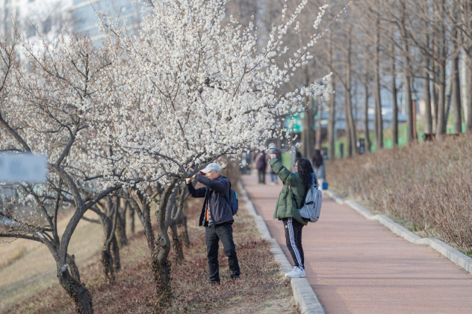 청계천 하동매실거리에서 시민들이 매화를 즐기고 있다. /사진=서울관광재단