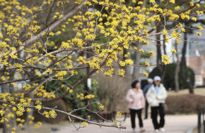 31일은 전국 낮기온이 18도 안팎을 기록하겠다. 사진은 경기 수원시 장안구 수원화성 방화수류정 인근에 피어난 산수유. /사진=뉴스1