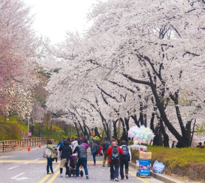 옛 경기도청사 벚꽃길. / 사진제공=경기도