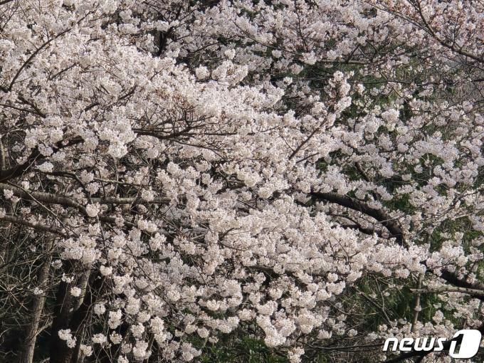 [사진] 여수에 벚꽃 '활짝'