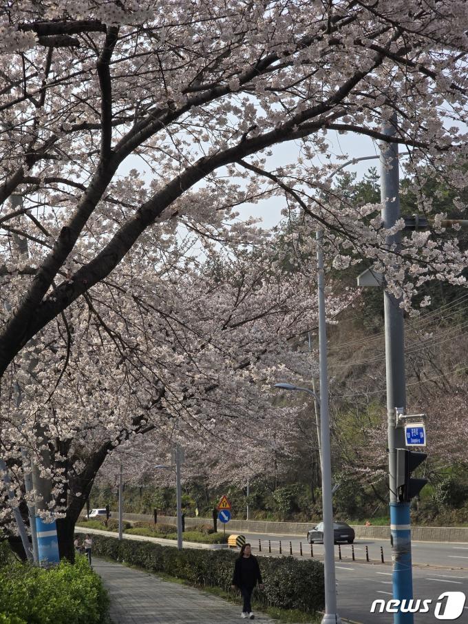 [사진] 여수에 벚꽃 '활짝'