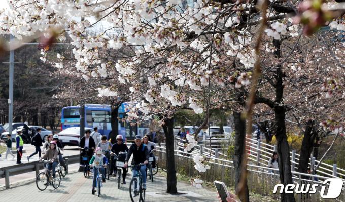 [사진] 시작된 벚꽃 개화…서울 4월초 절정 예상