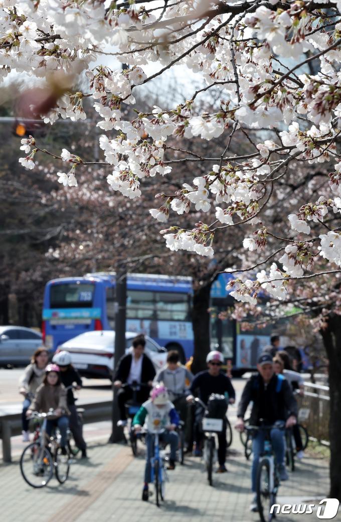 [사진] 꽃망울 터뜨린 여의도 벚꽃
