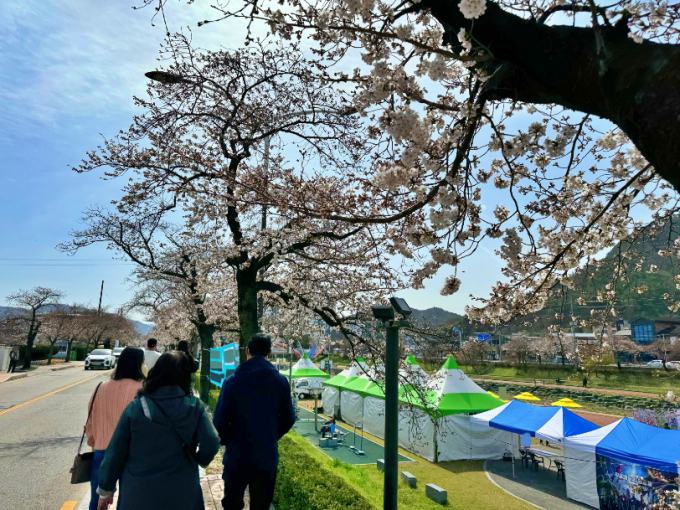 지난 31일 전북자치도 정읍시를 찾은 관광객들이 벚꽃을 즐기고 있다. /사진=뉴스1