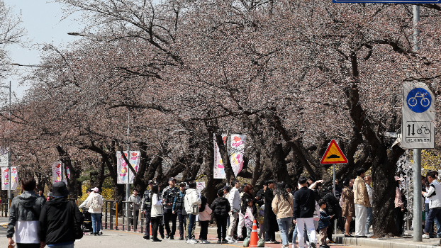 2일 낮 기온이 24도까지 올라갈 것으로 예상돼 올 봄이 들어선 이후 가장 따뜻할 것으로 보인다. 사진은 지난달 31일 오후 서울 영등포구 윤중로에 여의도 봄꽃축제가 열린 모습. /사진=뉴스1