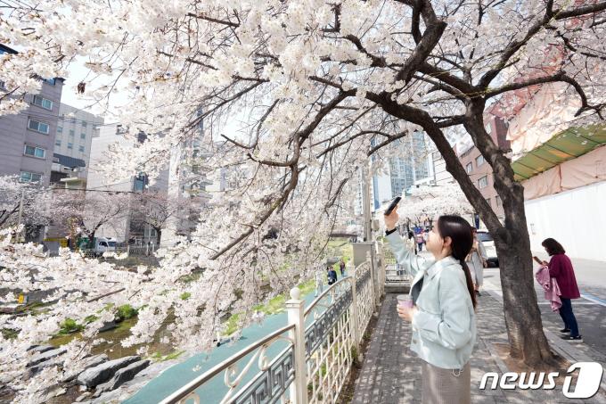 2일 서울 성북구 성북천 일원에 벚꽃이 활짝 피어있다. (성북구청 제공) 2024.4.2/뉴스1