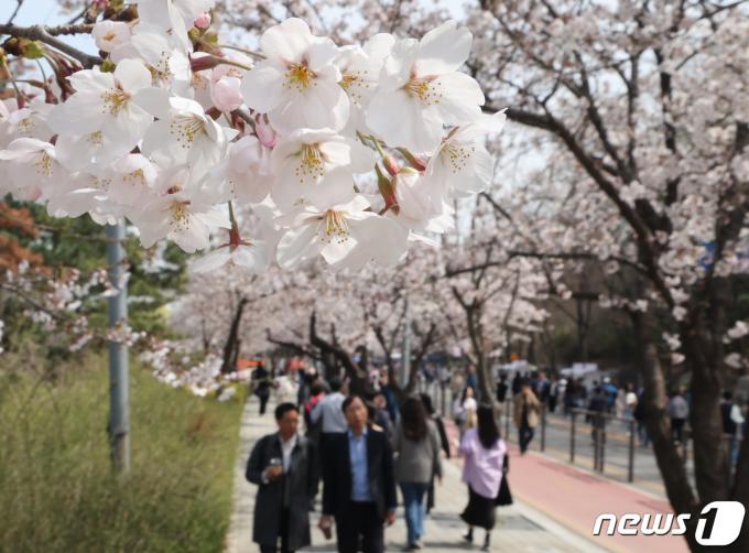 2일 서울 영등포구 여의서로에서 열린 '여의도 봄꽃축제'에서 시민들이 벚꽃길을 걸으며 봄을 만끽하고 있다.  2024.4.2/뉴스1 ⓒ News1 ,송원영 기자