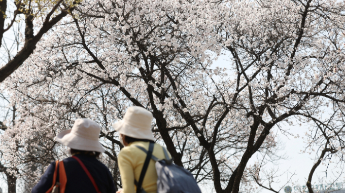4일  전국이 흐리고 전라권에는 계속해서 비가 내릴 것으로 예보됐다. 사진은 지난 2일 오후 서울 중구에서 벚꽃이 핀 모습. /사진=뉴스1