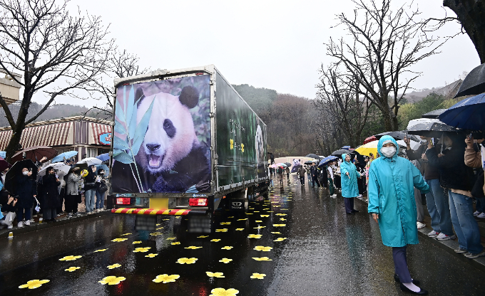 푸바오는 3일 오전 10시40분쯤 약 6000명의 팬들의 배웅을 받으며 에버랜드를 떠났다. 사진은 비가 쏟아지는 날씨에도 현장을 방문한 푸바오 팬들. /사진=뉴스1