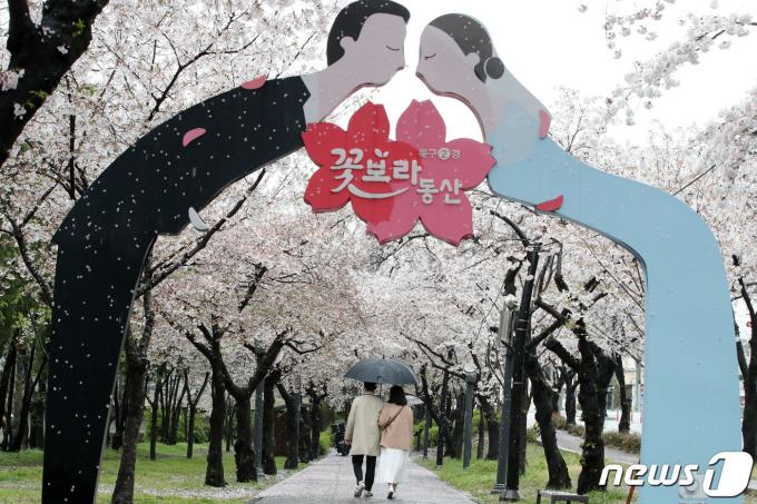 3일 오후 대구 북구 대구시청 산격청사 앞 꽃보라동산에서 우산을 쓴 시민들 봄비에 젖은 벚꽃을 감상하며 산책하고 있다. 2024.4.3/뉴스1 ⓒ News1 공정식 기자