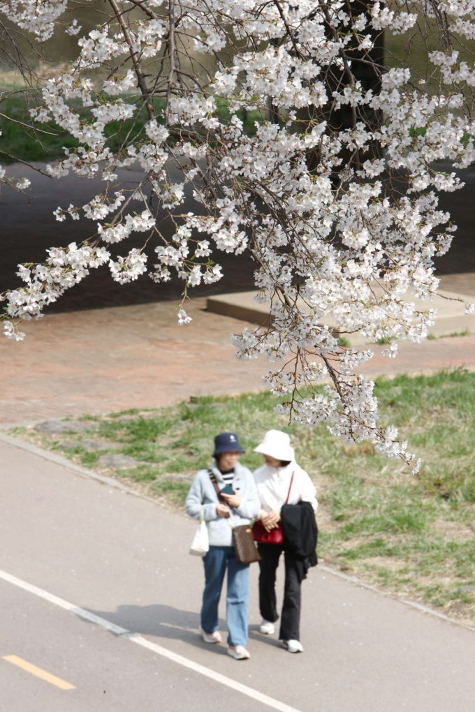 4일 현재 안양시 충훈벚꽃길에 벚꽃이 만개했다. 시민들이 산책길을 거닐며 벚꽃을 즐기고 있다. / 사진제공=안양시