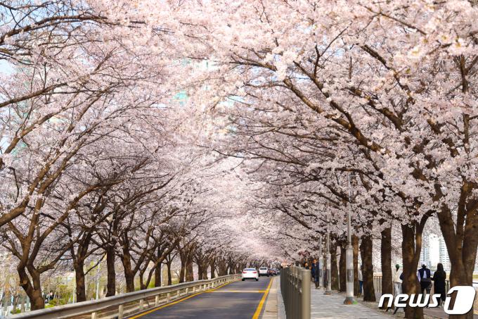 지난 4일 서울 구로구 도림천 제방길 일원에 벚꽃이 만개해 벚꽃길이 장관을 이루고 있다. (구로구 제공) 2024.4.5/뉴스1