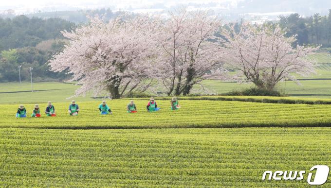 5일 오전 제주 서귀포시 도순동 오설록농장 돌송이차밭에서 주민들이 올해 첫 찻잎을 수확하고 있다. 2024.4.5/뉴스1 ⓒ News1 오현지 기자