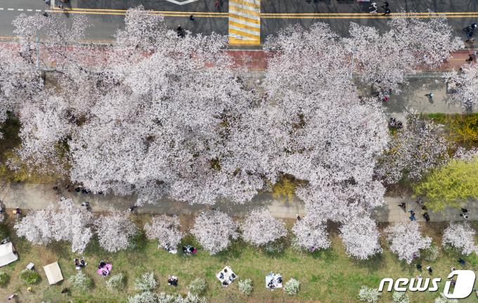 4일 서울 영등포구 여의서로를 찾은 상춘객들이 만개한 벚꽃 아래를 거닐며 봄을 만끽하고 있다. 2024.4.4/뉴스1 ⓒ News1 유승관 기자