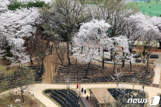 [사진] '만개한 벚꽃' 노원 초안산 수국동산 ‘숲 속 힐링 피크닉장’