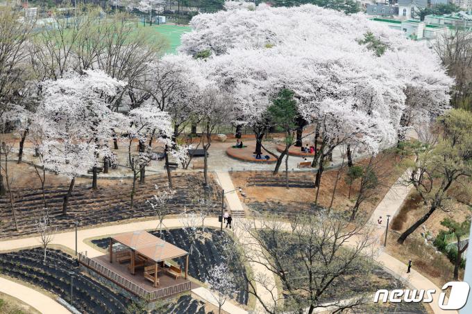 [사진] 벚꽃 이불 덮은 초안산 수국동산 ‘숲 속 힐링 피크닉장’