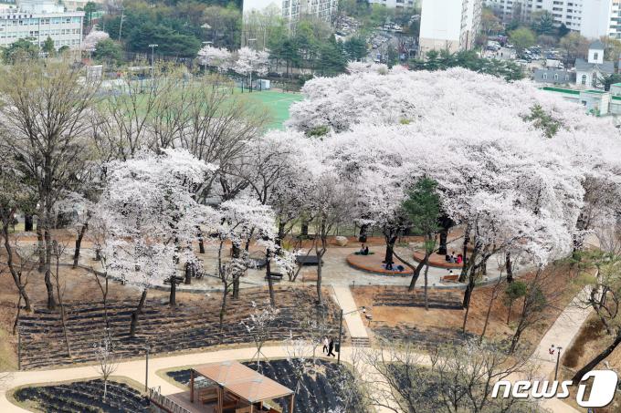 [사진] 노원구, 벚꽃 만개한 초안산 수국동산 ‘숲 속 힐링 피크닉장’