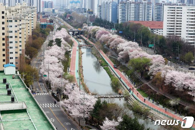 [사진] 벚꽃 세상