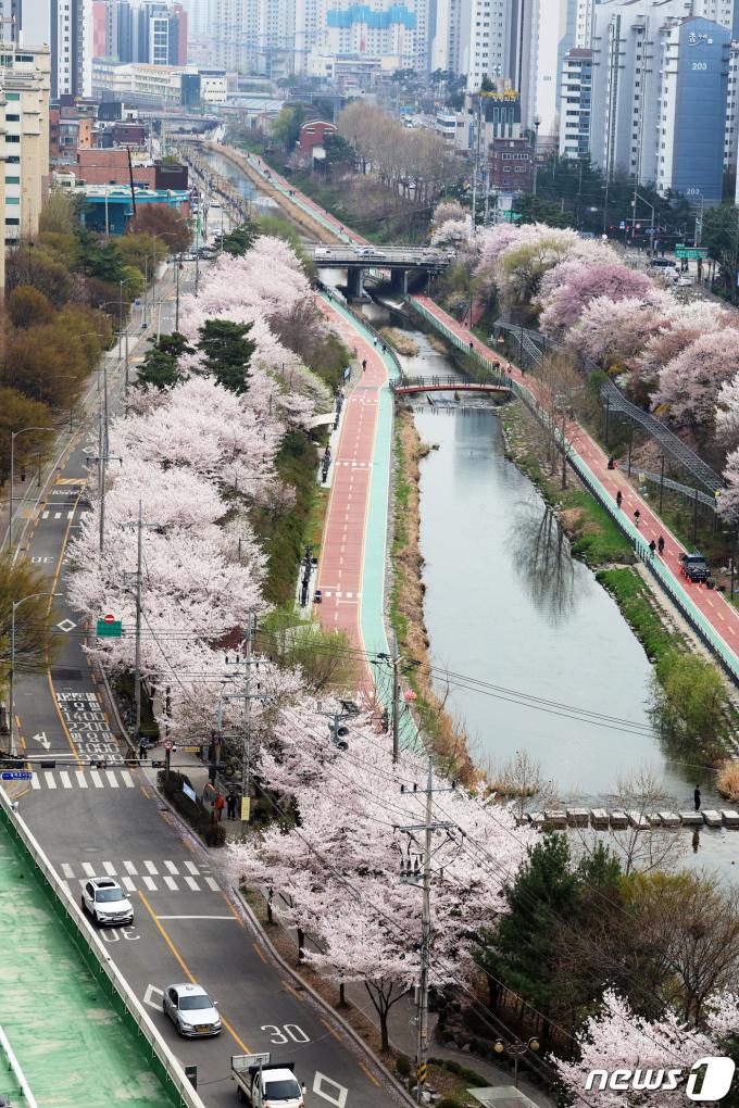 [사진] 벚꽃 만개한 우이천변