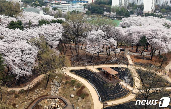 포근한 봄 날씨를 보인 6일 오후 서울 노원구 월계동 초안산 수국동산 상부 ‘숲속 힐링 피크닉장’에 시민들이 만개한 벚꽃 구경을 하고 있다. (노원구 제공) 2024.4.6/뉴스1